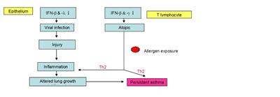 Proposed interaction between early life virus infection and allergen exposure in the induction of asthma in genetically susceptible children